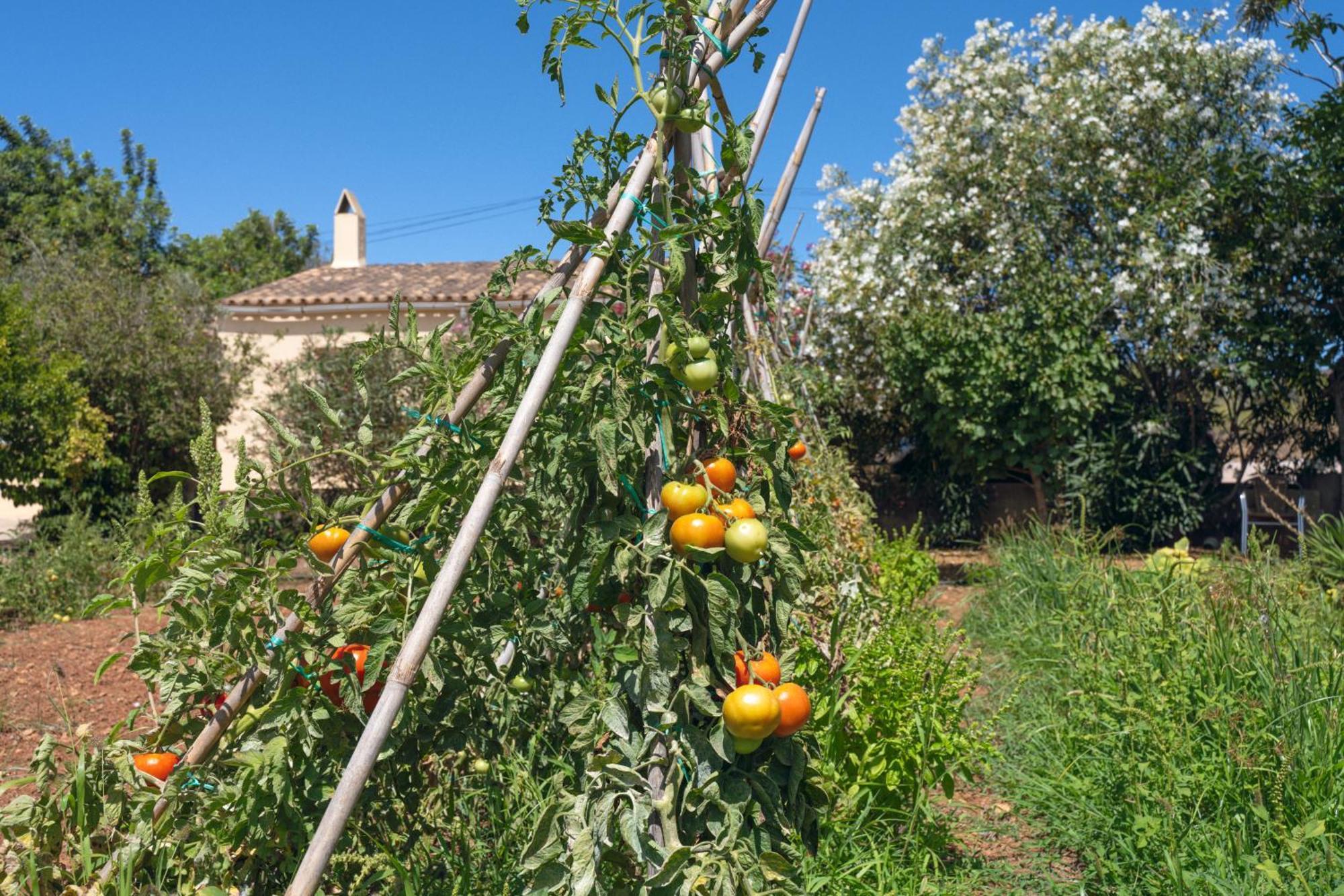 Finca Es Baladre Capdepera (Mallorca) Exterior foto